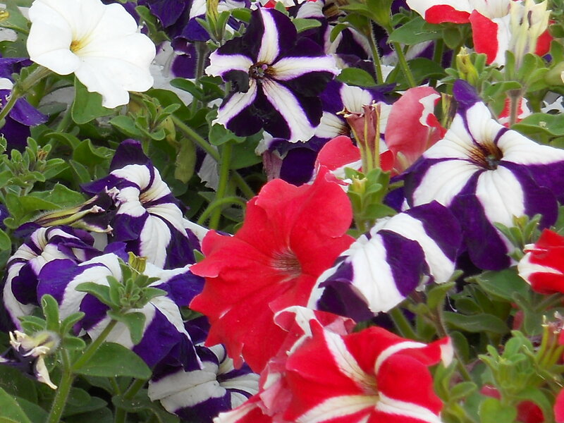 Petunia Flowers in Bloom — Red