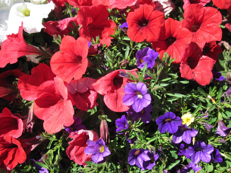 Petunia Flowers in Bloom — Red, Vibrant, Afternoon, Photograph