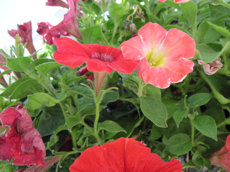 Petunia Flowers in Bloom — Red, Vibrant, Afternoon