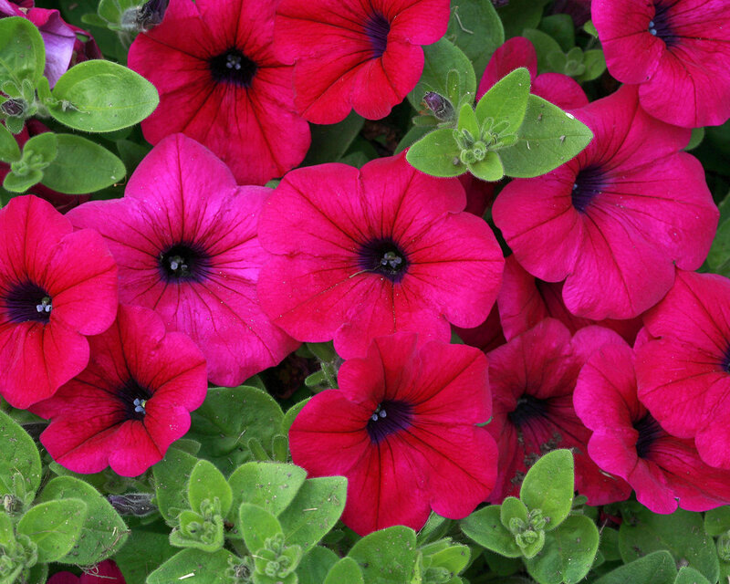 Petunia Flowers in Bloom — Red, Vibrant, Summer