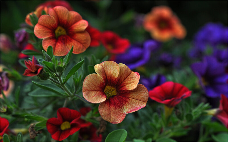 Petunia Flowers in Bloom — Red, Vibrant