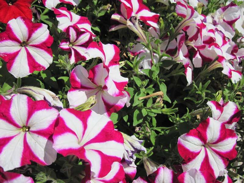 Petunia Flowers in Bloom — White, Bright, Afternoon