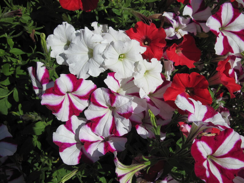 Petunia Flowers in Bloom — White, Bright