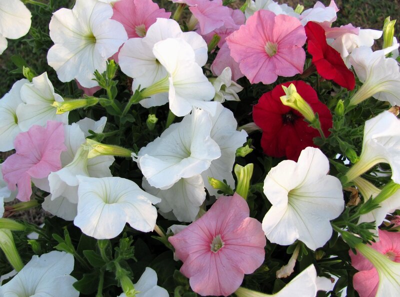 Petunia Flowers in Bloom — White, Calm, Afternoon, Photograph