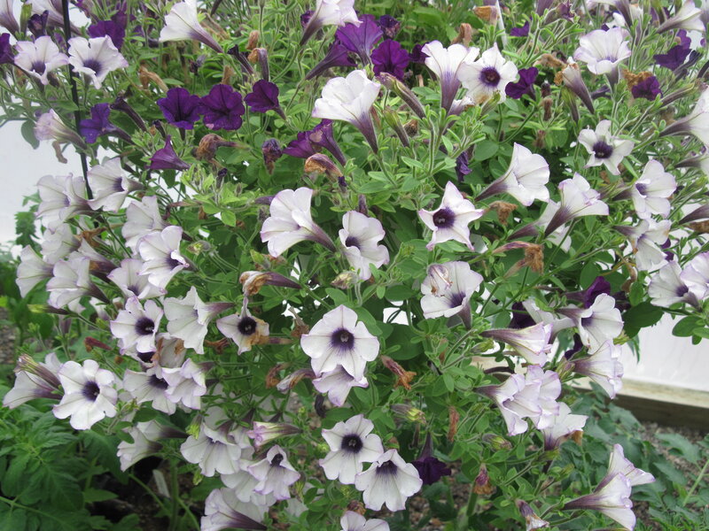 Petunia Flowers in Bloom — White, Calm, Afternoon