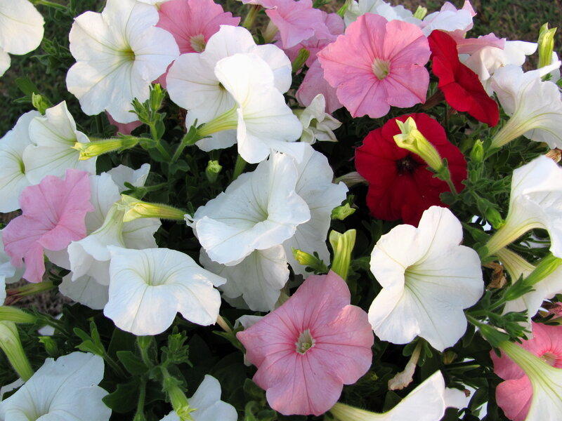 Petunia Flowers in Bloom — White, Calm
