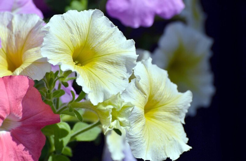 Petunia Flowers in Bloom — White, Serene