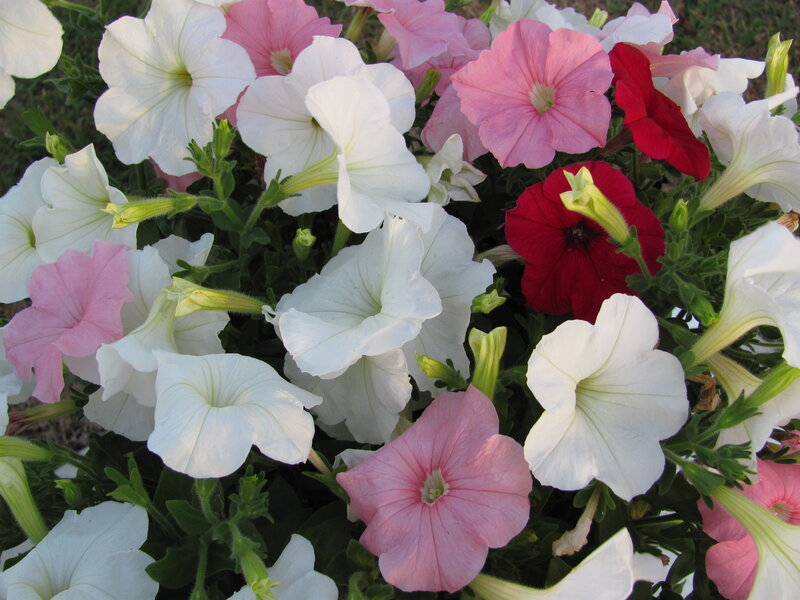 Petunia Flowers in Bloom — White