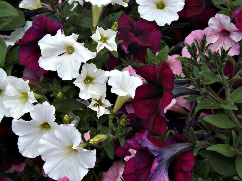 Petunia Flowers in Bloom — White, Vibrant, Summer