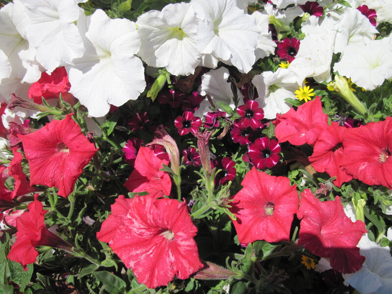 Petunia Flowers in Bloom — White, Vibrant