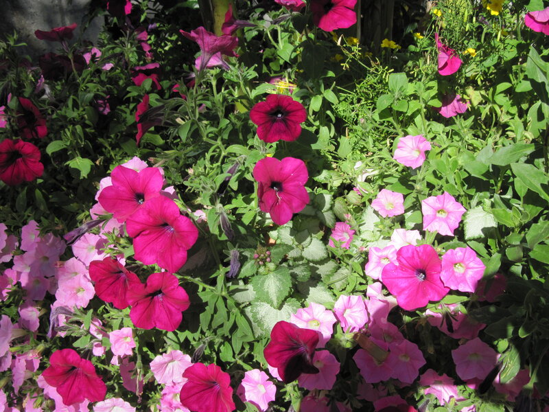Petunia Flowers in Garden — Pink, Bright