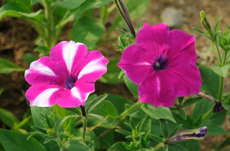 Petunia Flowers in Garden — Pink, Calm, Afternoon