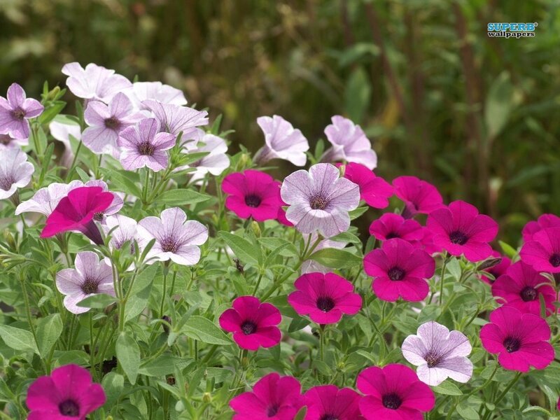Petunia Flowers in Garden — Pink, Calm