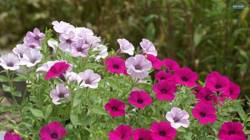 Petunia Flowers in Garden — Pink