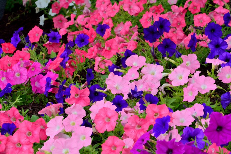 Petunia Flowers in Garden — Pink, Vibrant