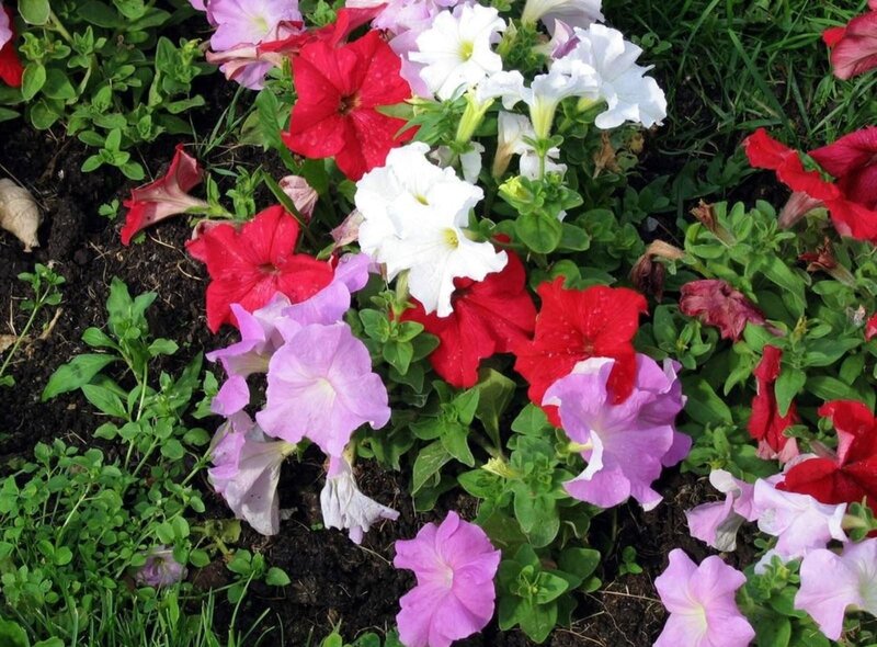 Petunia Flowers in Garden — Red, Calm