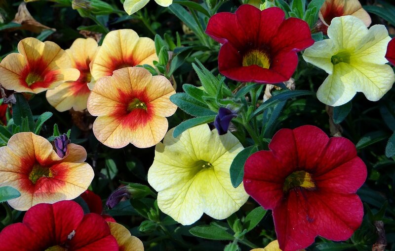 Petunia Flowers in Garden — Red