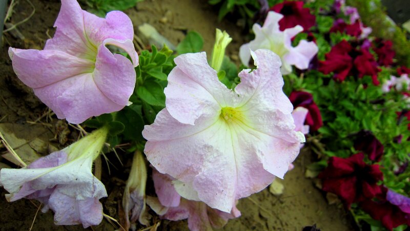Petunia Flowers in Garden