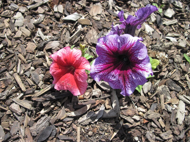Petunia Flowers in Mulch