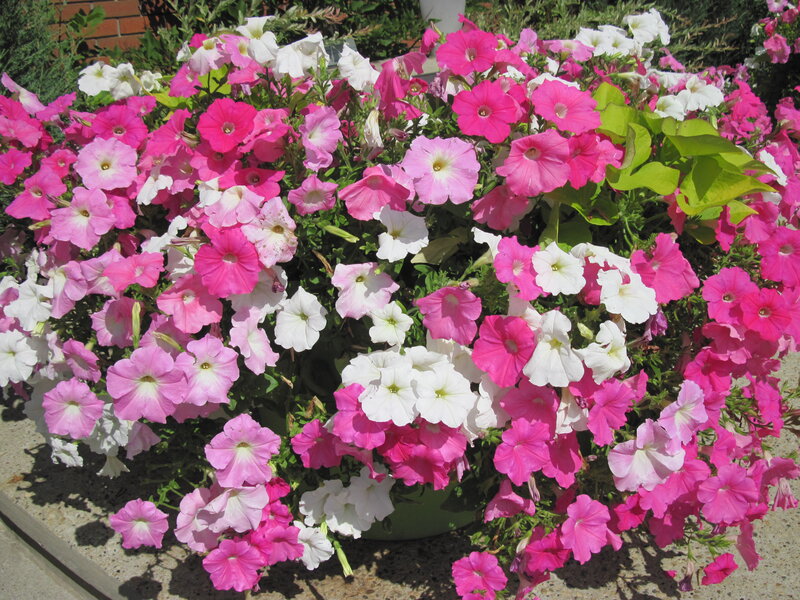 Petunia Flowers in Planter — Pink, Bright