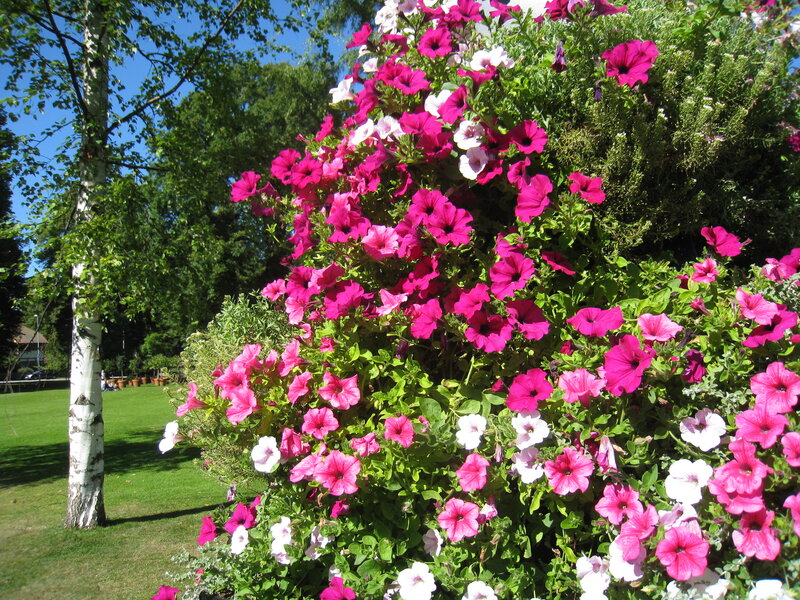Petunia Flowers in Planter — Pink, Serene