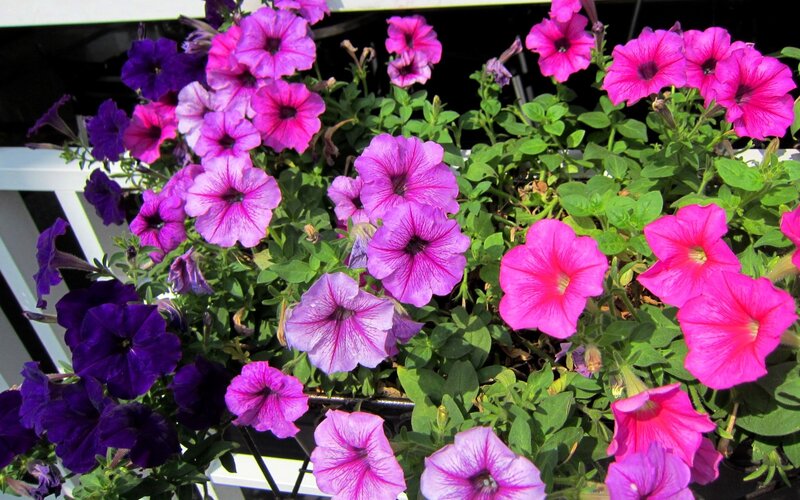 Petunia Flowers in Planter — Pink