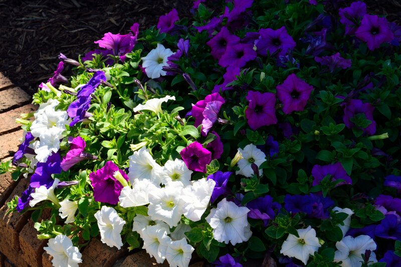 Petunia Flowers in Planter — Purple, Bright