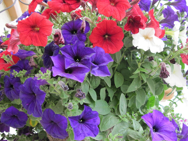 Petunia Flowers in Planter — Purple