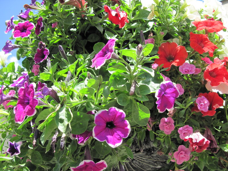 Petunia Flowers in Planter — Purple, Vibrant