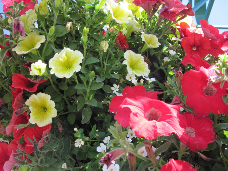 Petunia Flowers in Planter — Red