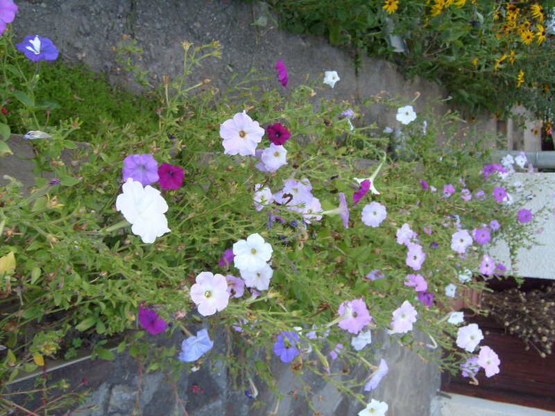 Petunia Flowers in Planter