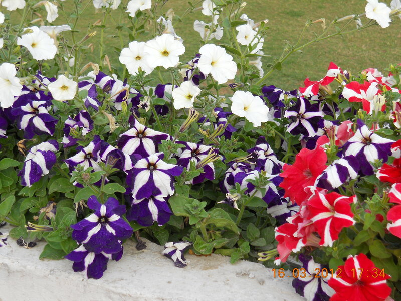 Petunia Flowers in Planter — White