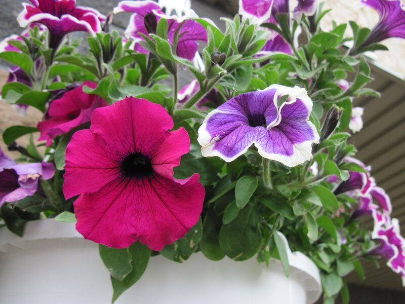 Petunia Flowers in Pot — Pink