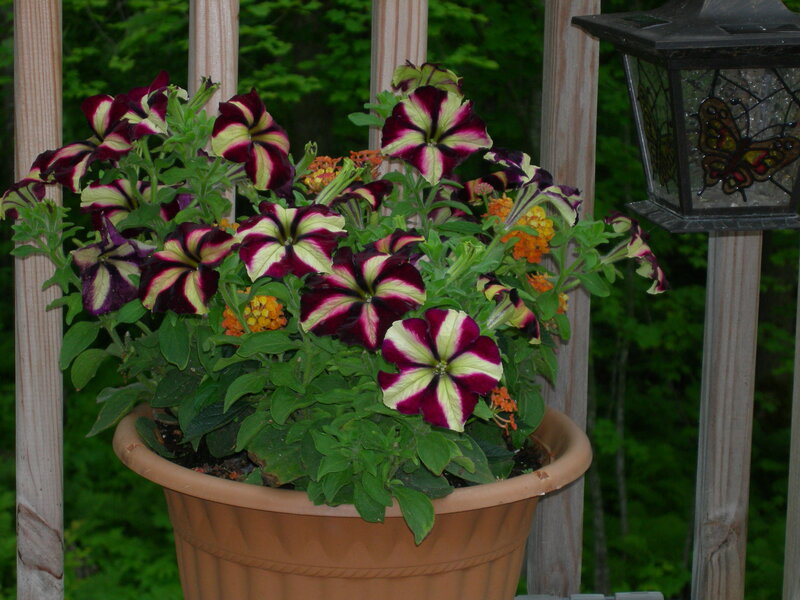 Petunia Flowers in Pot — Purple, Calm
