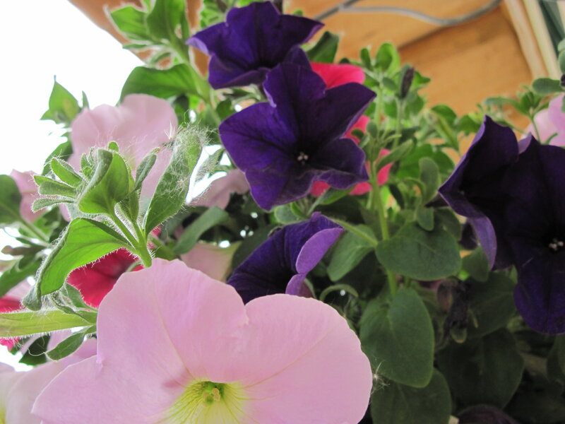 Petunia Flowers in Pot — Purple