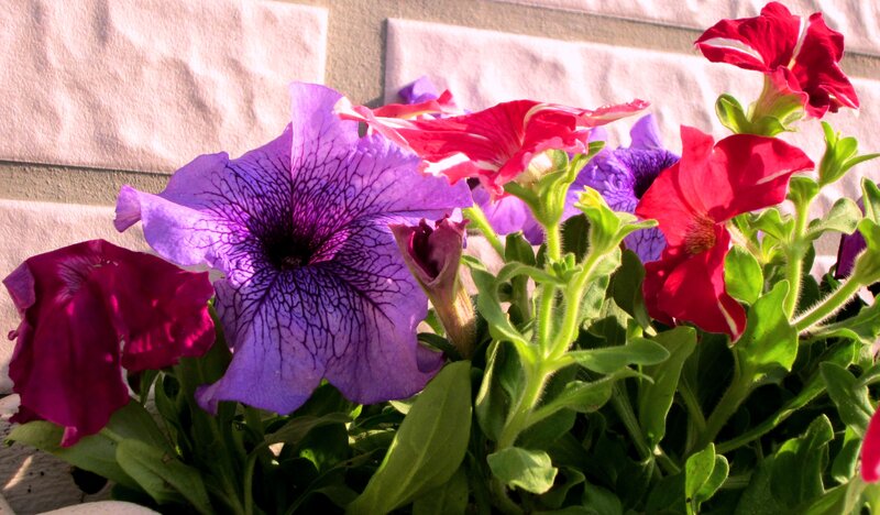 Petunia Flowers in Pot