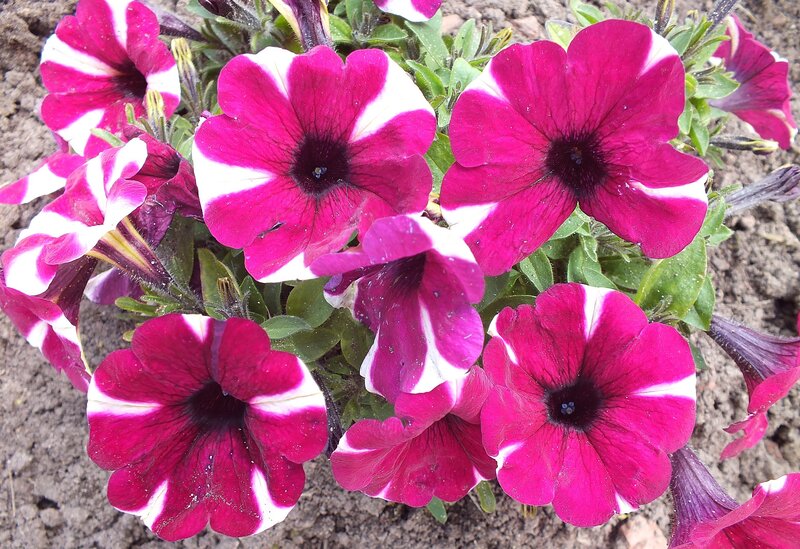 Petunia Flowers in Soil
