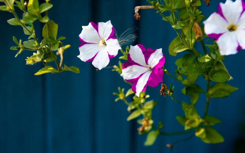 Petunia Flowers on Vine — White, Calm, Afternoon