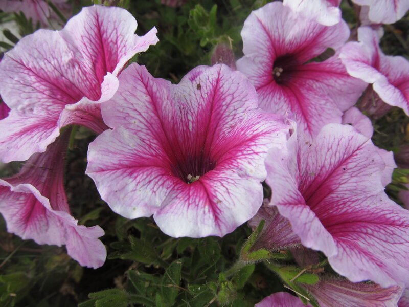 Petunia Flowers — Pink, Calm, Spring