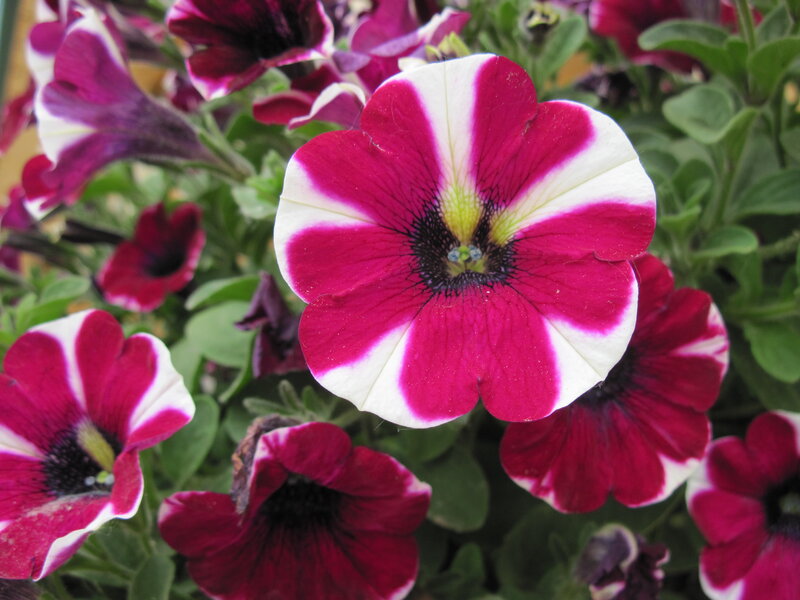 Petunia Flowers — Pink, Calm