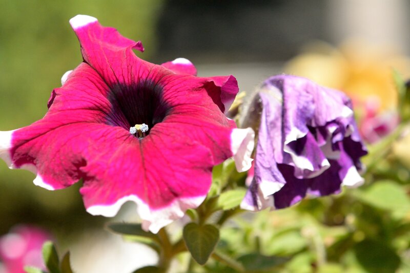 Petunia Flowers — Pink, Serene