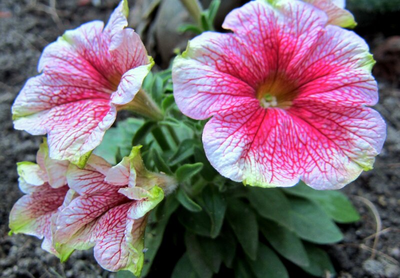 Petunia Flowers — Pink