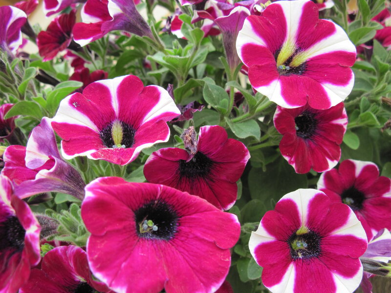 Petunia Flowers — Pink, Vibrant