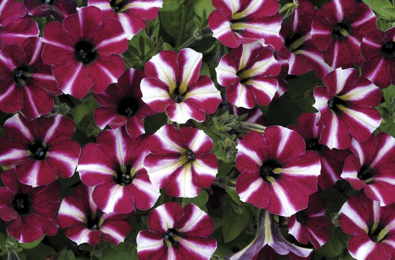 Petunia Flowers — Purple