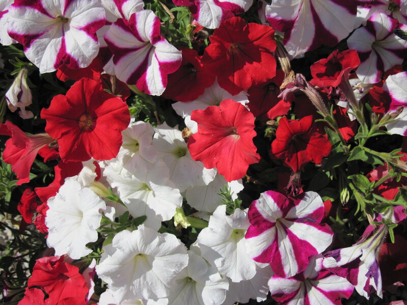 Petunia Flowers — Red, Vibrant