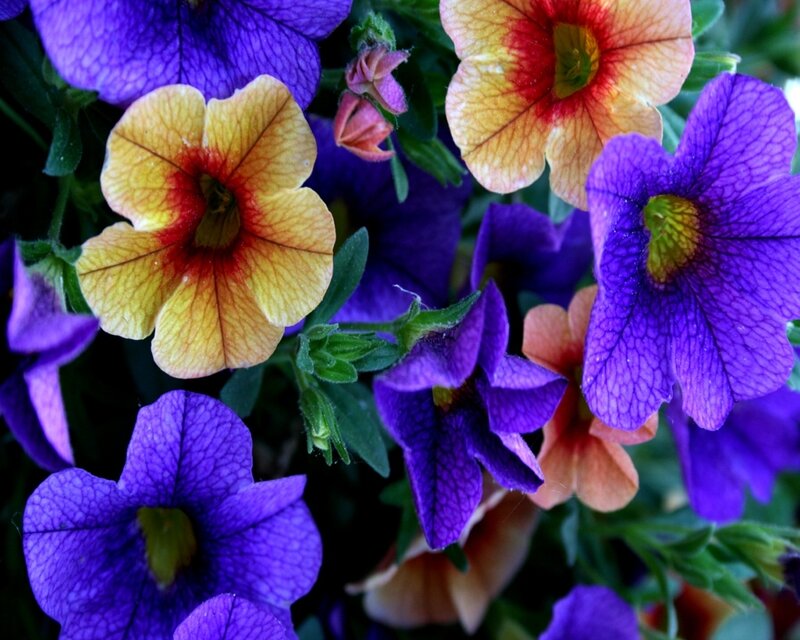 Petunia Flowers