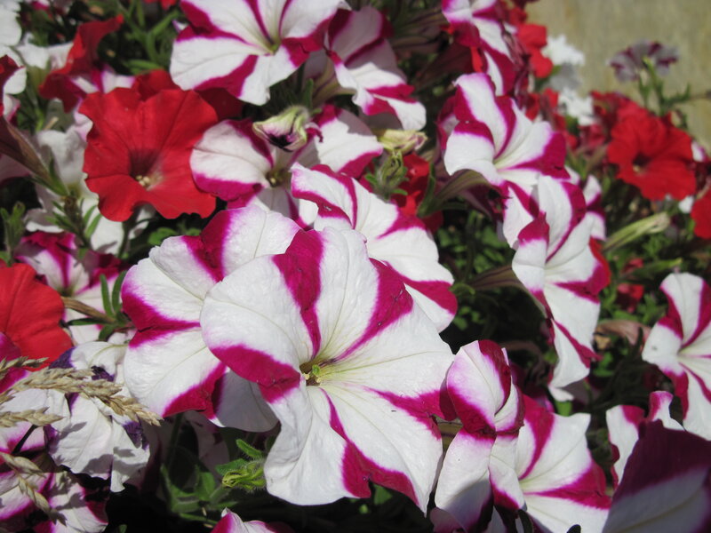 Petunia Flowers — White, Bright, Afternoon, Photograph, Leaves, Grass