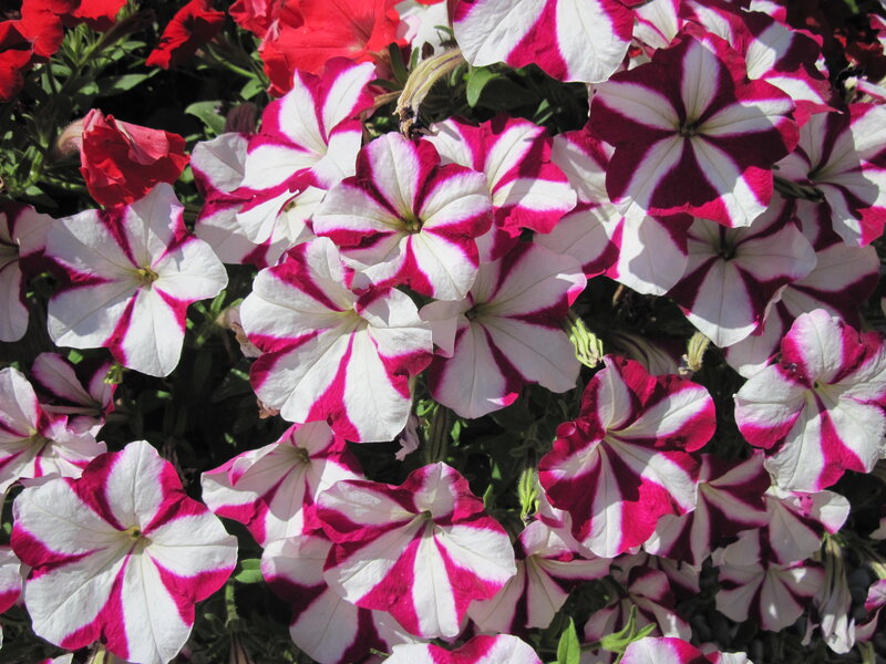 Petunia Flowers — White, Bright, Afternoon, Photograph, Leaves, Sunlight