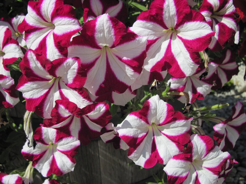 Petunia Flowers — White, Bright, Afternoon, Photograph, Leaves