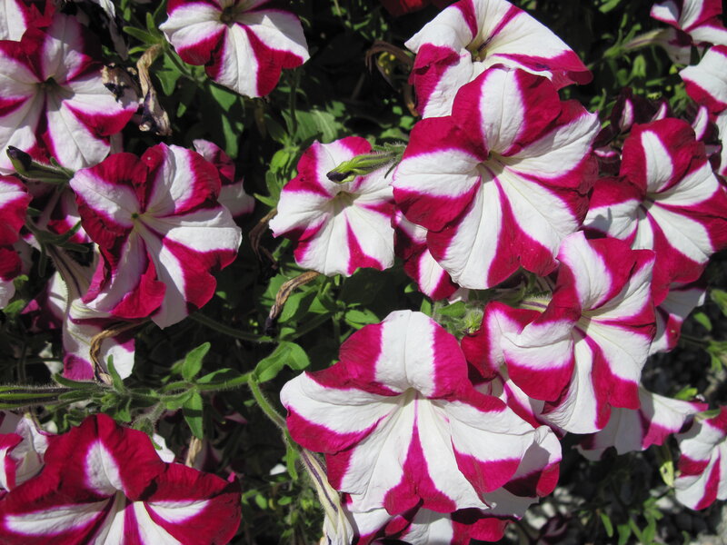 Petunia Flowers — White, Bright, Afternoon, Photograph